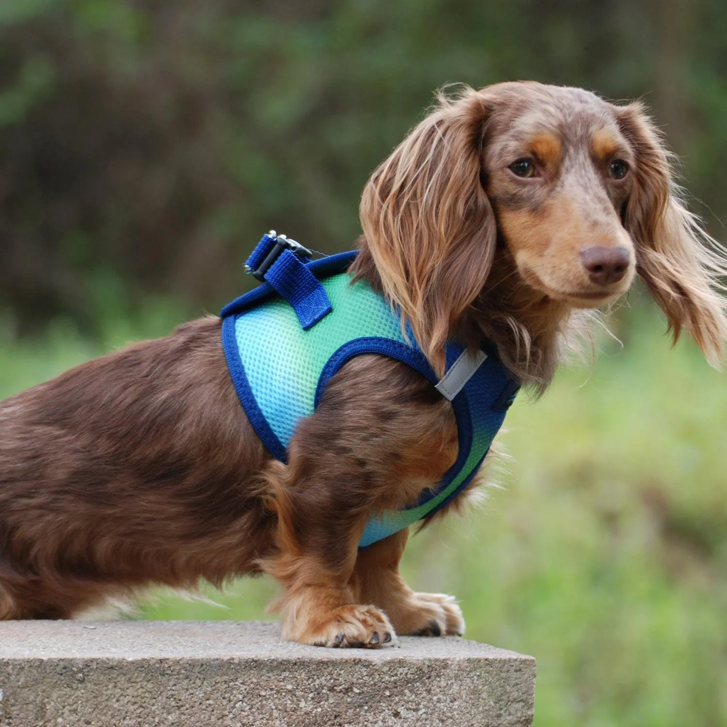 Doggie Design No Choke Dog Harness - Simple Step-in and Go Dog Vest for Small, Medium, and Large Breeds - Breathable Mesh Polyester Pet Harness - Northern Lights - S