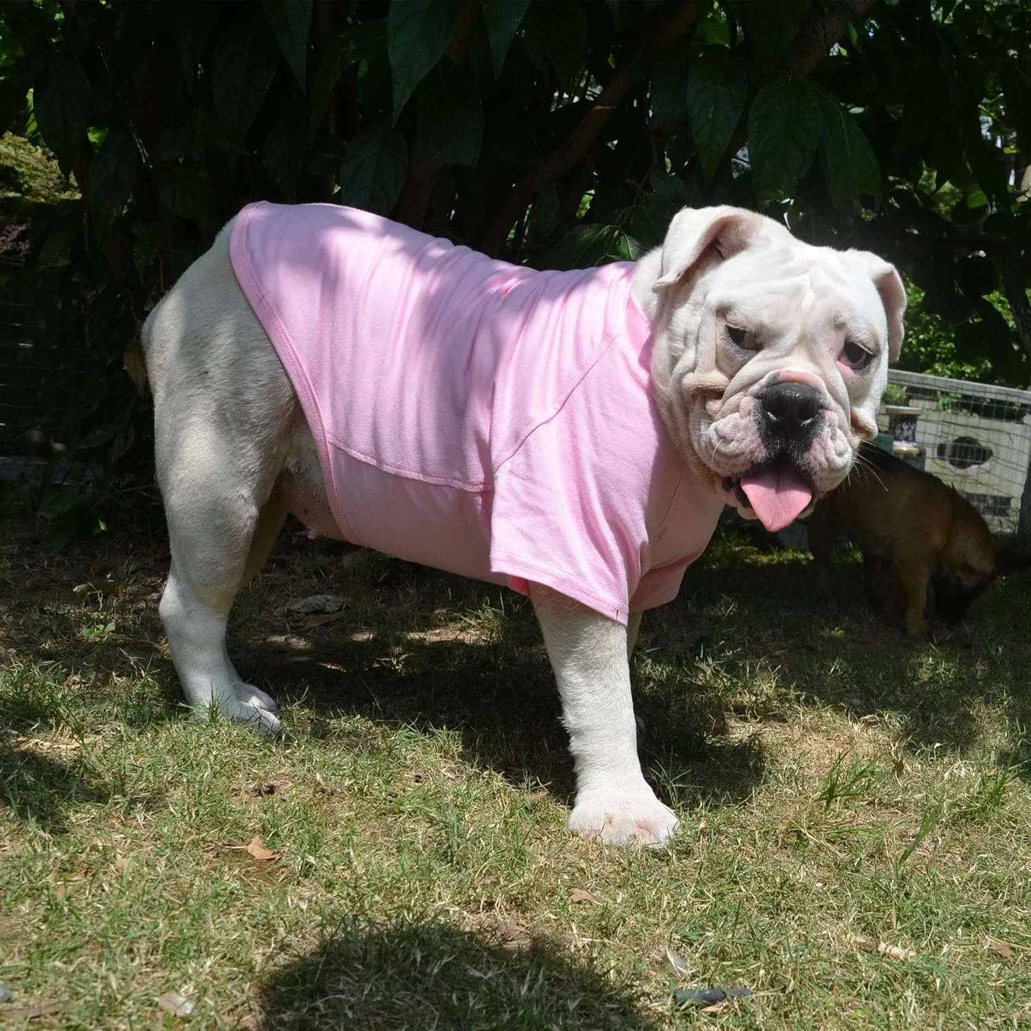 Lovelonglong Bulldog Clothes Dog Clothing Blank T-Shirt Tee Shirts for French Bulldog English Bulldog American Pit Bull Pugs 100% Cotton Skin Care Pink B-M