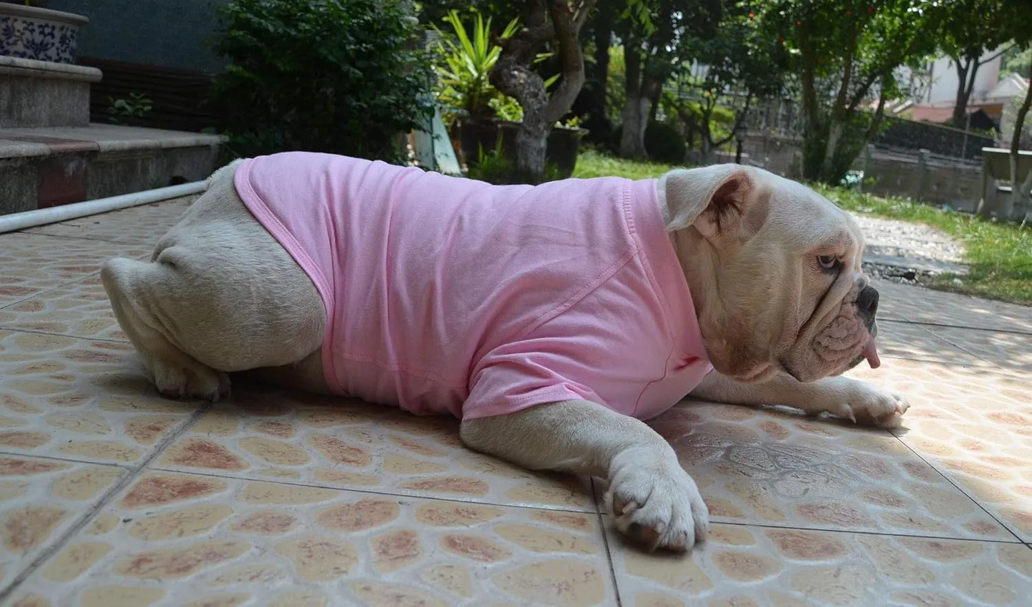 Lovelonglong Bulldog Clothes Dog Clothing Blank T-Shirt Tee Shirts for French Bulldog English Bulldog American Pit Bull Pugs 100% Cotton Skin Care Pink B-M