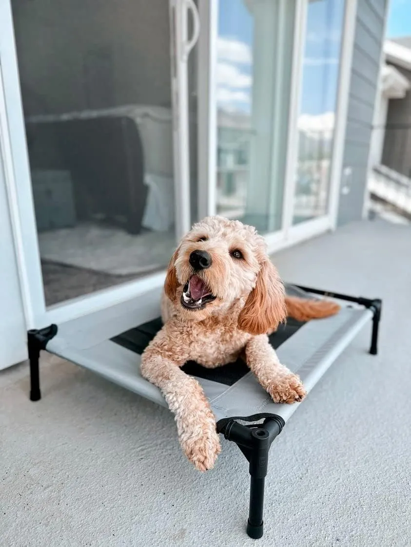 Midlee Grey Dog Cot with Canopy Elevated Pet Bed- Medium- Outside Raised Camping Tent