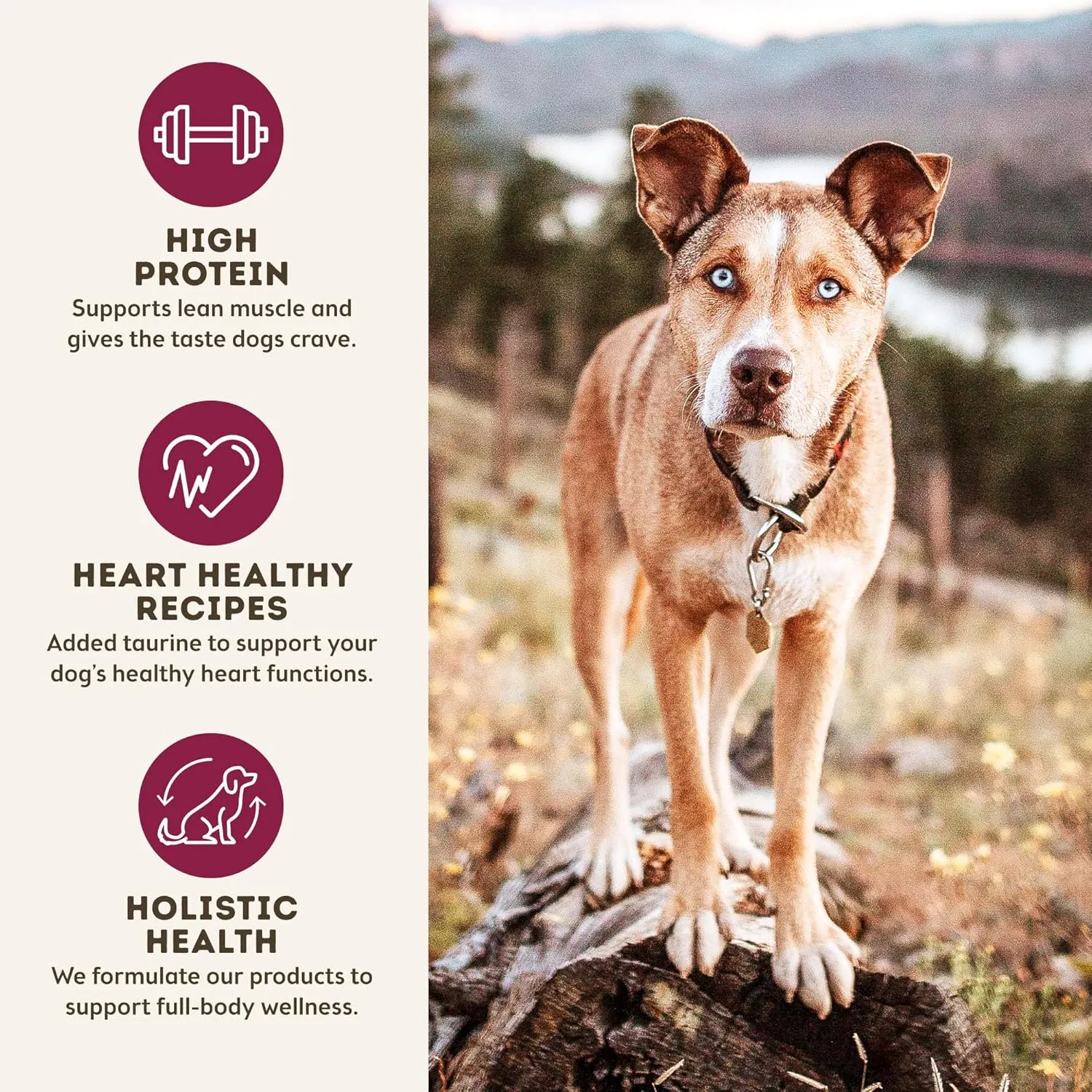 Only Natural Pet MaxMeat Holistic Air Dried Dry Dog Food - All Natural, High Protein, Grain Free - Made with Real Meat - Beef with Pumpkin & Parsley 2 lb