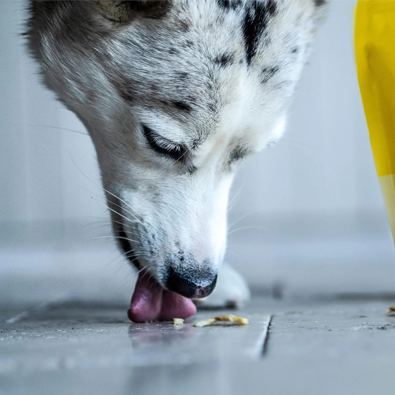 Wholesome Pride Banana Bites 100% All-Natural Limited Ingredient Dog Treats, 8 oz
